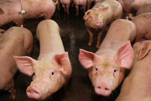 Fazenda de porcos em Itabuna, Bahia | Foto: Joa Souza/Shutterstock